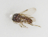  ( - BGE_ZSM_DIP_0075)  @11 [ ] by-nc-sa (2024) SNSB, Staatliche Naturwissenschaftliche Sammlungen Bayerns ZSM (SNSB, Zoologische Staatssammlung Muenchen)