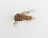  ( - BGE_ZSM_DIP_0085)  @11 [ ] by-nc-sa (2024) SNSB, Staatliche Naturwissenschaftliche Sammlungen Bayerns ZSM (SNSB, Zoologische Staatssammlung Muenchen)