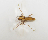  ( - BGE_ZSM_DIP_0088)  @11 [ ] by-nc-sa (2024) SNSB, Staatliche Naturwissenschaftliche Sammlungen Bayerns ZSM (SNSB, Zoologische Staatssammlung Muenchen)