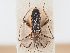  (Velia concii - BGE_ZSM_HET_0004)  @11 [ ] by-nc-sa (2024) SNSB, Staatliche Naturwissenschaftliche Sammlungen Bayerns ZSM (SNSB, Zoologische Staatssammlung Muenchen)