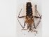 ( - BGE_ZSM_HET_0005)  @11 [ ] by-nc-sa (2024) SNSB, Staatliche Naturwissenschaftliche Sammlungen Bayerns ZSM (SNSB, Zoologische Staatssammlung Muenchen)