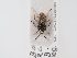  (Saldula xanthochila - BGE_ZSM_HET_0089)  @11 [ ] by-nc-sa (2024) SNSB, Staatliche Naturwissenschaftliche Sammlungen Bayerns ZSM (SNSB, Zoologische Staatssammlung Muenchen)