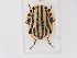  (Graphosoma melanoxanthum - BGE_ZSM_HET_0170)  @11 [ ] by-nc-sa (2024) SNSB, Staatliche Naturwissenschaftliche Sammlungen Bayerns ZSM (SNSB, Zoologische Staatssammlung Muenchen)
