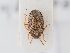  (Neottiglossa flavomarginata - BGE_ZSM_HET_0181)  @11 [ ] by-nc-sa (2024) SNSB, Staatliche Naturwissenschaftliche Sammlungen Bayerns ZSM (SNSB, Zoologische Staatssammlung Muenchen)