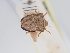  ( - BGE_ZSM_HET_0233)  @11 [ ] by-nc-sa (2024) SNSB, Staatliche Naturwissenschaftliche Sammlungen Bayerns ZSM (SNSB, Zoologische Staatssammlung Muenchen)
