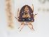  (Ventocoris horvathi - BGE_ZSM_HET_0235)  @11 [ ] by-nc-sa (2024) SNSB, Staatliche Naturwissenschaftliche Sammlungen Bayerns ZSM (SNSB, Zoologische Staatssammlung Muenchen)