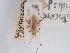  (Leptoceraea - BGE_ZSM_HET_0277)  @11 [ ] by-nc-sa (2024) SNSB, Staatliche Naturwissenschaftliche Sammlungen Bayerns ZSM (SNSB, Zoologische Staatssammlung Muenchen)
