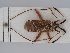  ( - BGE_ZSM_HET_0410)  @11 [ ] by-nc-sa (2024) SNSB, Staatliche Naturwissenschaftliche Sammlungen Bayerns ZSM (SNSB, Zoologische Staatssammlung Muenchen)