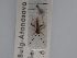  (Conostethus angustus - BGE_ZSM_HET_0421)  @11 [ ] by-nc-sa (2024) SNSB, Staatliche Naturwissenschaftliche Sammlungen Bayerns ZSM (SNSB, Zoologische Staatssammlung Muenchen)