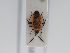  ( - BGE_ZSM_HET_0452)  @11 [ ] by-nc-sa (2024) SNSB, Staatliche Naturwissenschaftliche Sammlungen Bayerns ZSM (SNSB, Zoologische Staatssammlung Muenchen)