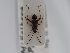  ( - BGE_ZSM_HET_0531)  @11 [ ] by-nc-sa (2024) SNSB, Staatliche Naturwissenschaftliche Sammlungen Bayerns ZSM (SNSB, Zoologische Staatssammlung Muenchen)