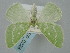  ( - BGE_ZSM_LEP_0228)  @11 [ ] by-nc-sa (2023) SNSB, Staatliche Naturwissenschaftliche Sammlungen Bayerns ZSM (SNSB, Zoologische Staatssammlung Muenchen)