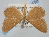  ( - BGE_ZSM_LEP_0231)  @11 [ ] by-nc-sa (2023) SNSB, Staatliche Naturwissenschaftliche Sammlungen Bayerns ZSM (SNSB, Zoologische Staatssammlung Muenchen)