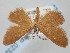  ( - BGE_ZSM_LEP_0232)  @11 [ ] by-nc-sa (2023) SNSB, Staatliche Naturwissenschaftliche Sammlungen Bayerns ZSM (SNSB, Zoologische Staatssammlung Muenchen)