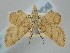  ( - BGE_ZSM_LEP_0243)  @11 [ ] by-nc-sa (2023) SNSB, Staatliche Naturwissenschaftliche Sammlungen Bayerns ZSM (SNSB, Zoologische Staatssammlung Muenchen)