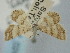  ( - BGE_ZSM_LEP_0244)  @11 [ ] by-nc-sa (2023) SNSB, Staatliche Naturwissenschaftliche Sammlungen Bayerns ZSM (SNSB, Zoologische Staatssammlung Muenchen)