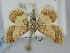  ( - BGE_ZSM_LEP_0247)  @11 [ ] by-nc-sa (2023) SNSB, Staatliche Naturwissenschaftliche Sammlungen Bayerns ZSM (SNSB, Zoologische Staatssammlung Muenchen)
