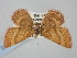  (Holarctias - BGE_ZSM_LEP_0260)  @11 [ ] by-nc-sa (2023) SNSB, Staatliche Naturwissenschaftliche Sammlungen Bayerns ZSM (SNSB, Zoologische Staatssammlung Muenchen)