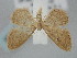  ( - BGE_ZSM_LEP_0269)  @11 [ ] by-nc-sa (2023) SNSB, Staatliche Naturwissenschaftliche Sammlungen Bayerns ZSM (SNSB, Zoologische Staatssammlung Muenchen)