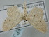  ( - BGE_ZSM_LEP_0275)  @11 [ ] by-nc-sa (2023) SNSB, Staatliche Naturwissenschaftliche Sammlungen Bayerns ZSM (SNSB, Zoologische Staatssammlung Muenchen)