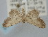  ( - BGE_ZSM_LEP_0282)  @11 [ ] by-nc-sa (2023) SNSB, Staatliche Naturwissenschaftliche Sammlungen Bayerns ZSM (SNSB, Zoologische Staatssammlung Muenchen)