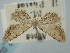  ( - BGE_ZSM_LEP_0283)  @11 [ ] by-nc-sa (2023) SNSB, Staatliche Naturwissenschaftliche Sammlungen Bayerns ZSM (SNSB, Zoologische Staatssammlung Muenchen)