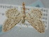  ( - BGE_ZSM_LEP_0315)  @11 [ ] by-nc-sa (2023) SNSB, Staatliche Naturwissenschaftliche Sammlungen Bayerns ZSM (SNSB, Zoologische Staatssammlung Muenchen)