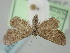  ( - BGE_ZSM_LEP_0327)  @11 [ ] by-nc-sa (2023) SNSB, Staatliche Naturwissenschaftliche Sammlungen Bayerns ZSM (SNSB, Zoologische Staatssammlung Muenchen)
