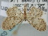  (Idaea vilaflorensis - BGE_ZSM_LEP_0340)  @11 [ ] by-nc-sa (2023) SNSB, Staatliche Naturwissenschaftliche Sammlungen Bayerns ZSM (SNSB, Zoologische Staatssammlung Muenchen)