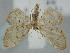  ( - BGE_ZSM_LEP_0341)  @11 [ ] by-nc-sa (2023) SNSB, Staatliche Naturwissenschaftliche Sammlungen Bayerns ZSM (SNSB, Zoologische Staatssammlung Muenchen)