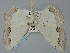  ( - BGE_ZSM_LEP_0351)  @11 [ ] by-nc-sa (2023) SNSB, Staatliche Naturwissenschaftliche Sammlungen Bayerns ZSM (SNSB, Zoologische Staatssammlung Muenchen)