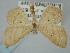  ( - BGE_ZSM_LEP_0354)  @11 [ ] by-nc-sa (2023) SNSB, Staatliche Naturwissenschaftliche Sammlungen Bayerns ZSM (SNSB, Zoologische Staatssammlung Muenchen)