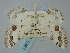  ( - BGE_ZSM_LEP_0361)  @11 [ ] by-nc-sa (2023) SNSB, Staatliche Naturwissenschaftliche Sammlungen Bayerns ZSM (SNSB, Zoologische Staatssammlung Muenchen)
