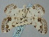  ( - BGE_ZSM_LEP_0362)  @11 [ ] by-nc-sa (2023) SNSB, Staatliche Naturwissenschaftliche Sammlungen Bayerns ZSM (SNSB, Zoologische Staatssammlung Muenchen)
