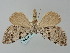  ( - BGE_ZSM_LEP_0383)  @11 [ ] by-nc-sa (2023) SNSB, Staatliche Naturwissenschaftliche Sammlungen Bayerns ZSM (SNSB, Zoologische Staatssammlung Muenchen)