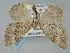  ( - BGE_ZSM_LEP_0393)  @11 [ ] by-nc-sa (2023) SNSB, Staatliche Naturwissenschaftliche Sammlungen Bayerns ZSM (SNSB, Zoologische Staatssammlung Muenchen)