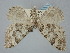  ( - BGE_ZSM_LEP_0403)  @11 [ ] by-nc-sa (2023) SNSB, Staatliche Naturwissenschaftliche Sammlungen Bayerns ZSM (SNSB, Zoologische Staatssammlung Muenchen)