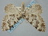  ( - BGE_ZSM_LEP_0404)  @11 [ ] by-nc-sa (2023) SNSB, Staatliche Naturwissenschaftliche Sammlungen Bayerns ZSM (SNSB, Zoologische Staatssammlung Muenchen)