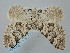  ( - BGE_ZSM_LEP_0405)  @11 [ ] by-nc-sa (2023) SNSB, Staatliche Naturwissenschaftliche Sammlungen Bayerns ZSM (SNSB, Zoologische Staatssammlung Muenchen)