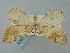  ( - BGE_ZSM_LEP_0408)  @11 [ ] by-nc-sa (2023) SNSB, Staatliche Naturwissenschaftliche Sammlungen Bayerns ZSM (SNSB, Zoologische Staatssammlung Muenchen)