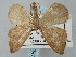  ( - BGE_ZSM_LEP_0412)  @11 [ ] by-nc-sa (2023) SNSB, Staatliche Naturwissenschaftliche Sammlungen Bayerns ZSM (SNSB, Zoologische Staatssammlung Muenchen)