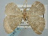  ( - BGE_ZSM_LEP_0413)  @11 [ ] by-nc-sa (2023) SNSB, Staatliche Naturwissenschaftliche Sammlungen Bayerns ZSM (SNSB, Zoologische Staatssammlung Muenchen)
