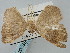  ( - BGE_ZSM_LEP_0414)  @11 [ ] by-nc-sa (2023) SNSB, Staatliche Naturwissenschaftliche Sammlungen Bayerns ZSM (SNSB, Zoologische Staatssammlung Muenchen)