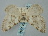  ( - BGE_ZSM_LEP_0434)  @11 [ ] by-nc-sa (2023) SNSB, Staatliche Naturwissenschaftliche Sammlungen Bayerns ZSM (SNSB, Zoologische Staatssammlung Muenchen)