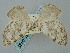  ( - BGE_ZSM_LEP_0435)  @11 [ ] by-nc-sa (2023) SNSB, Staatliche Naturwissenschaftliche Sammlungen Bayerns ZSM (SNSB, Zoologische Staatssammlung Muenchen)