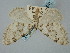  ( - BGE_ZSM_LEP_0436)  @11 [ ] by-nc-sa (2023) SNSB, Staatliche Naturwissenschaftliche Sammlungen Bayerns ZSM (SNSB, Zoologische Staatssammlung Muenchen)
