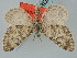  (Psychophora cinderella - BGE_ZSM_LEP_0440)  @11 [ ] by-nc-sa (2023) SNSB, Staatliche Naturwissenschaftliche Sammlungen Bayerns ZSM (SNSB, Zoologische Staatssammlung Muenchen)