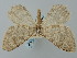  ( - BGE_ZSM_LEP_0443)  @11 [ ] by-nc-sa (2023) SNSB, Staatliche Naturwissenschaftliche Sammlungen Bayerns ZSM (SNSB, Zoologische Staatssammlung Muenchen)