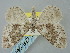  ( - BGE_ZSM_LEP_0448)  @11 [ ] by-nc-sa (2023) SNSB, Staatliche Naturwissenschaftliche Sammlungen Bayerns ZSM (SNSB, Zoologische Staatssammlung Muenchen)