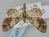  ( - BGE_ZSM_LEP_0452)  @11 [ ] by-nc-sa (2023) SNSB, Staatliche Naturwissenschaftliche Sammlungen Bayerns ZSM (SNSB, Zoologische Staatssammlung Muenchen)